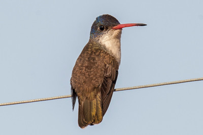 Hummingbird, Violet-crowned Hummingbird, Amazilia violiceps